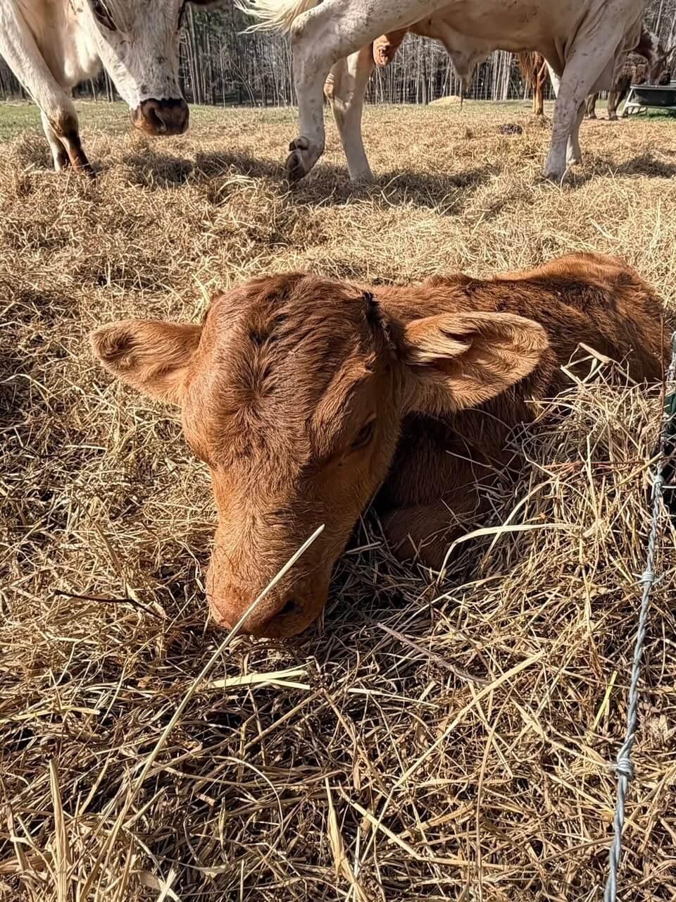 Cattle photo 1