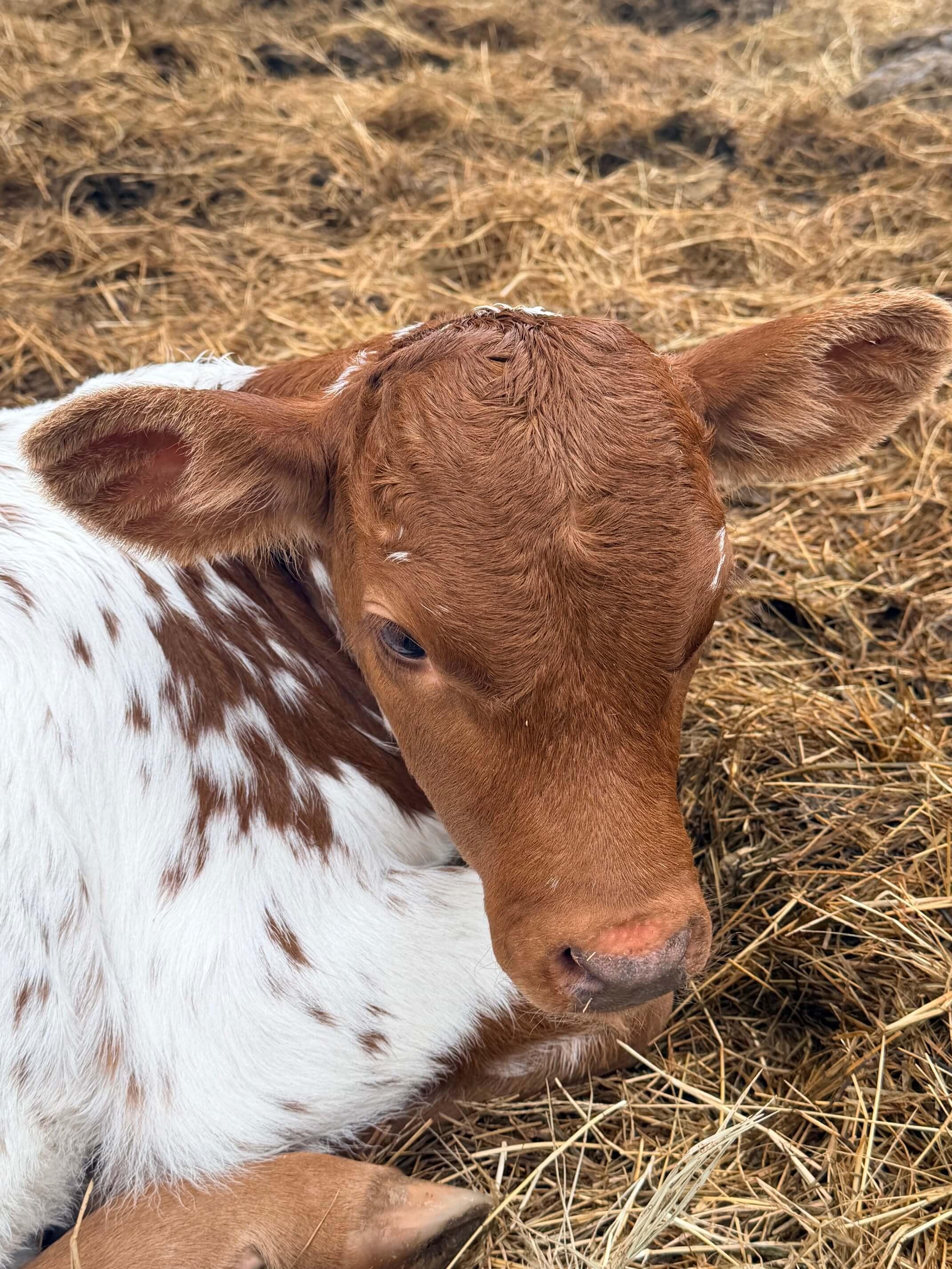 Cattle photo 2
