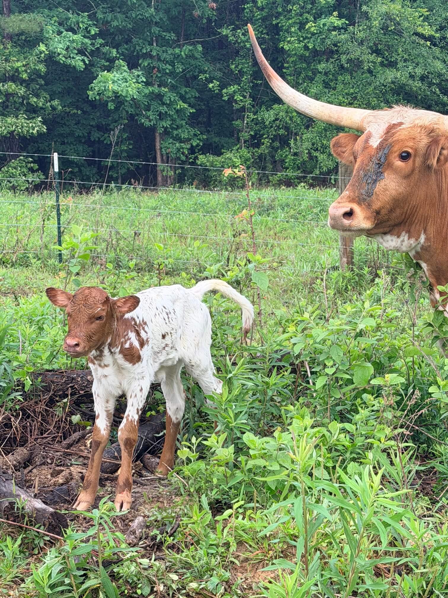Cattle photo 3