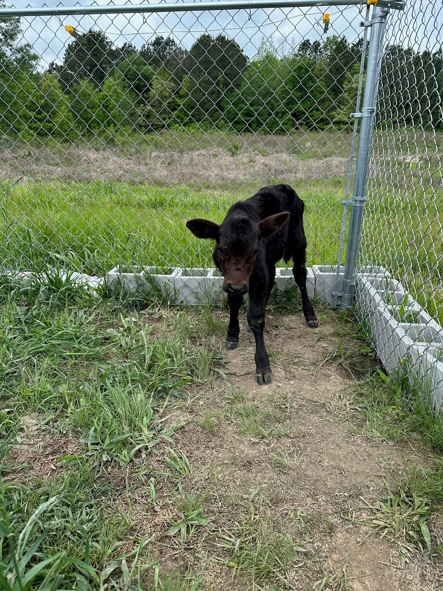 Cattle photo 4