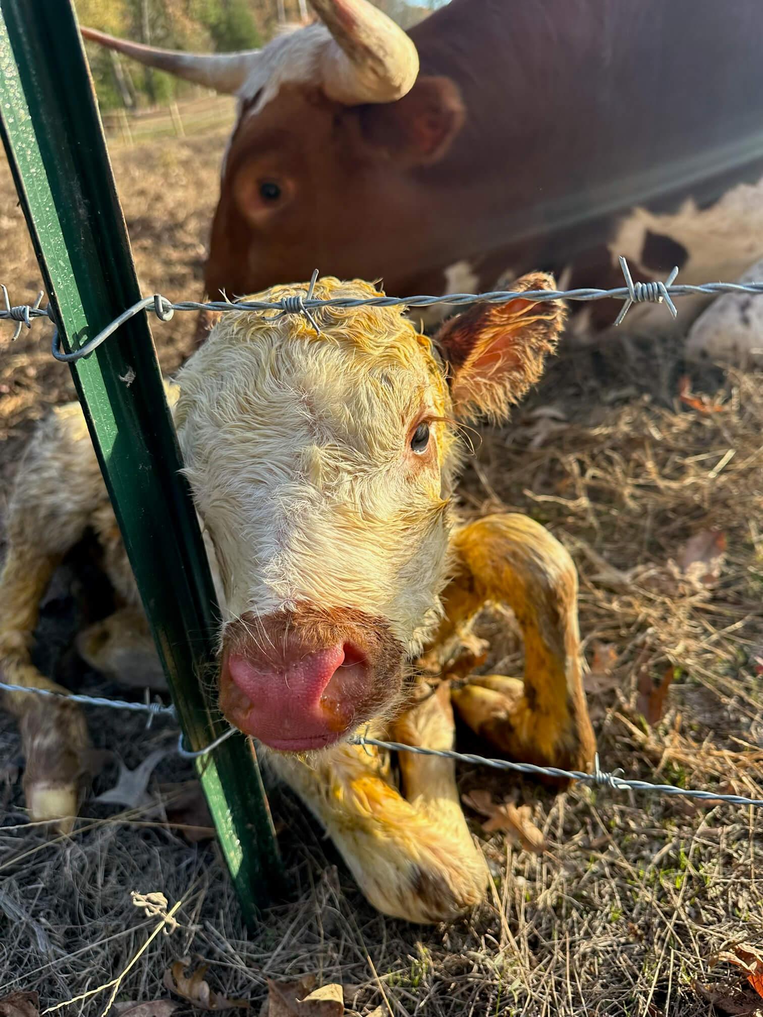 Cattle photo 5