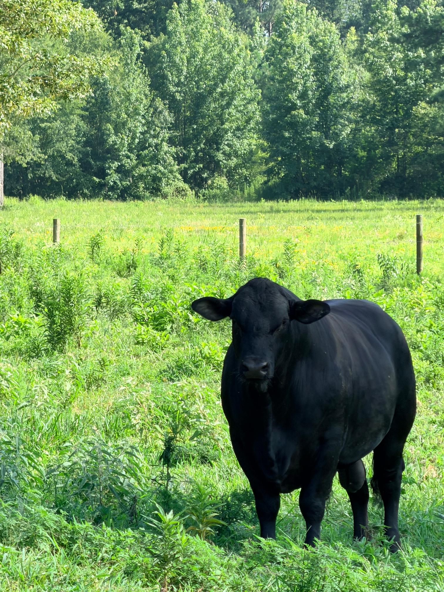 Cattle photo 6