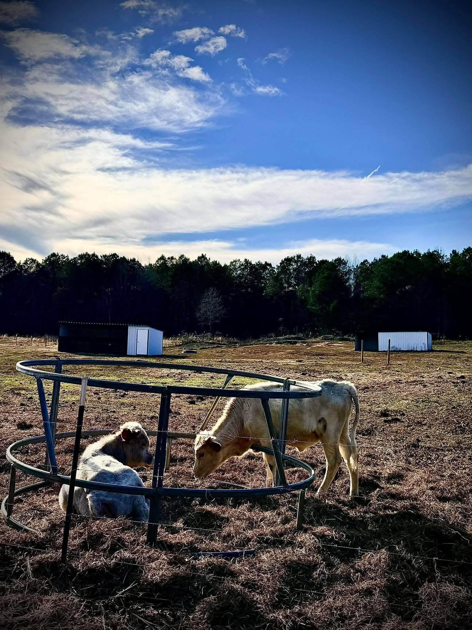 Cattle photo 8