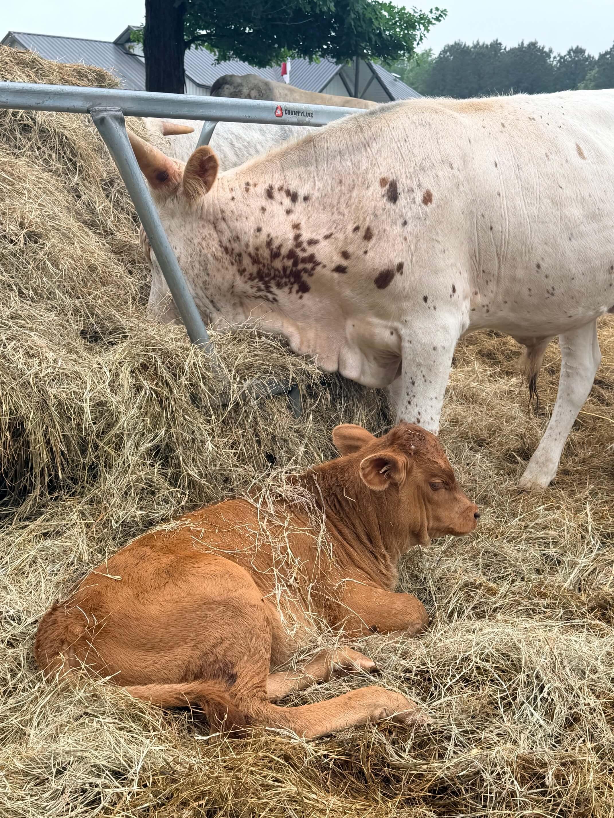 Cattle photo 9