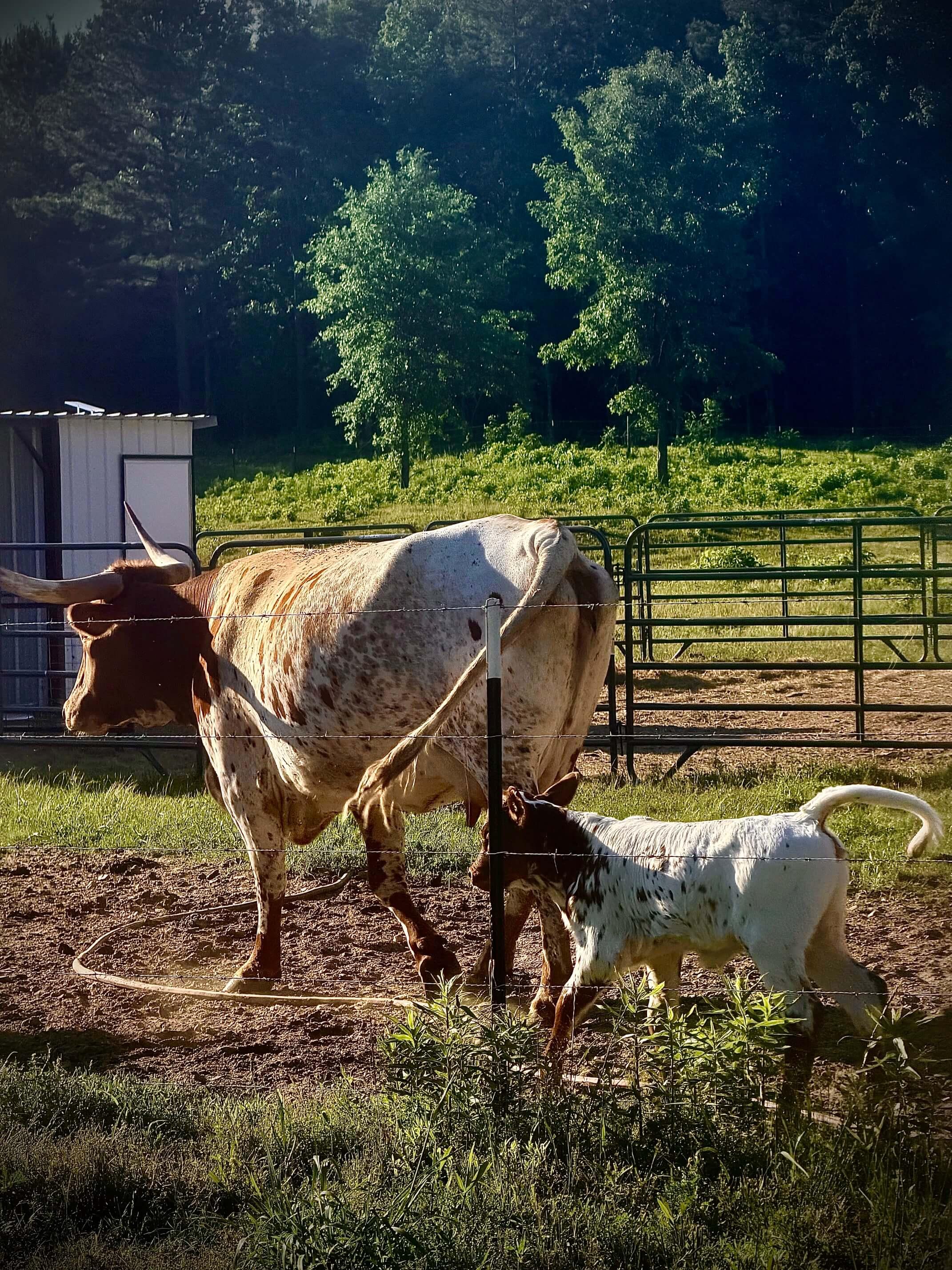 Cattle photo 10