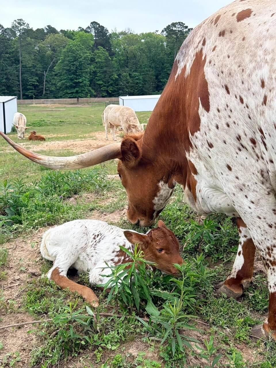 Cattle photo 12