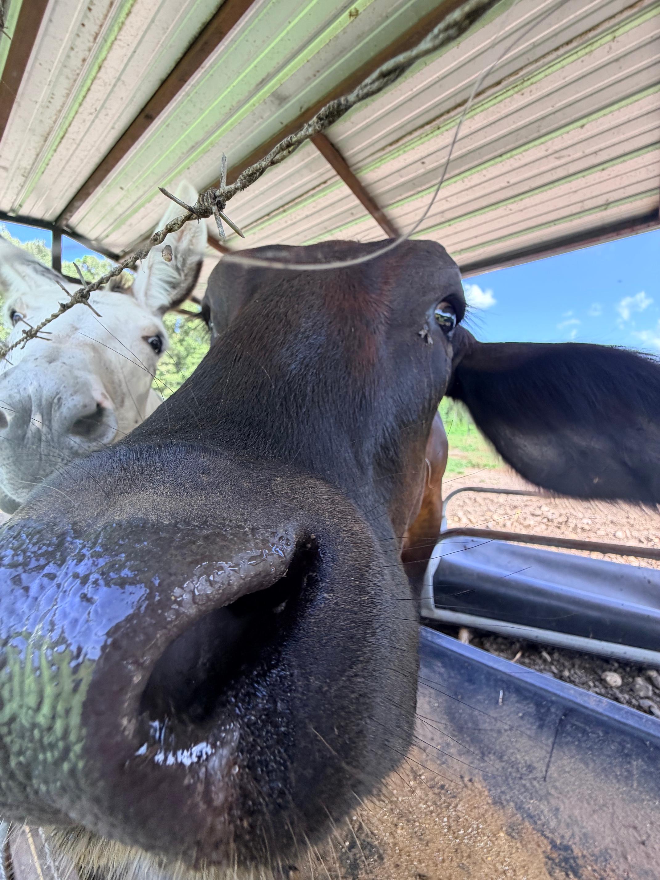 Cattle photo 15