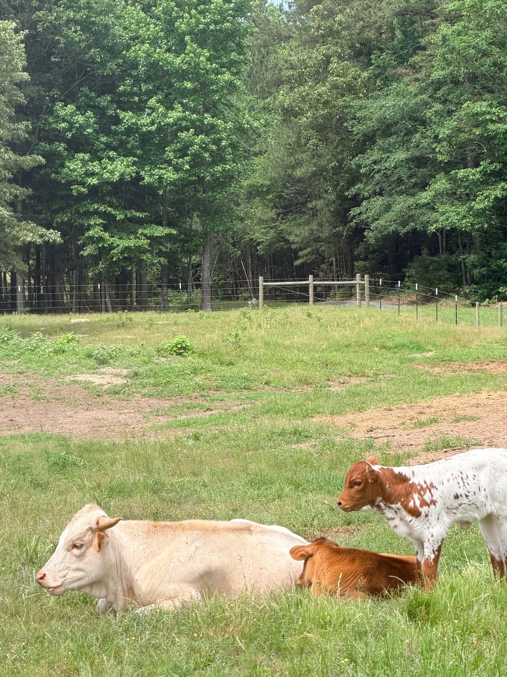 Cattle photo 17