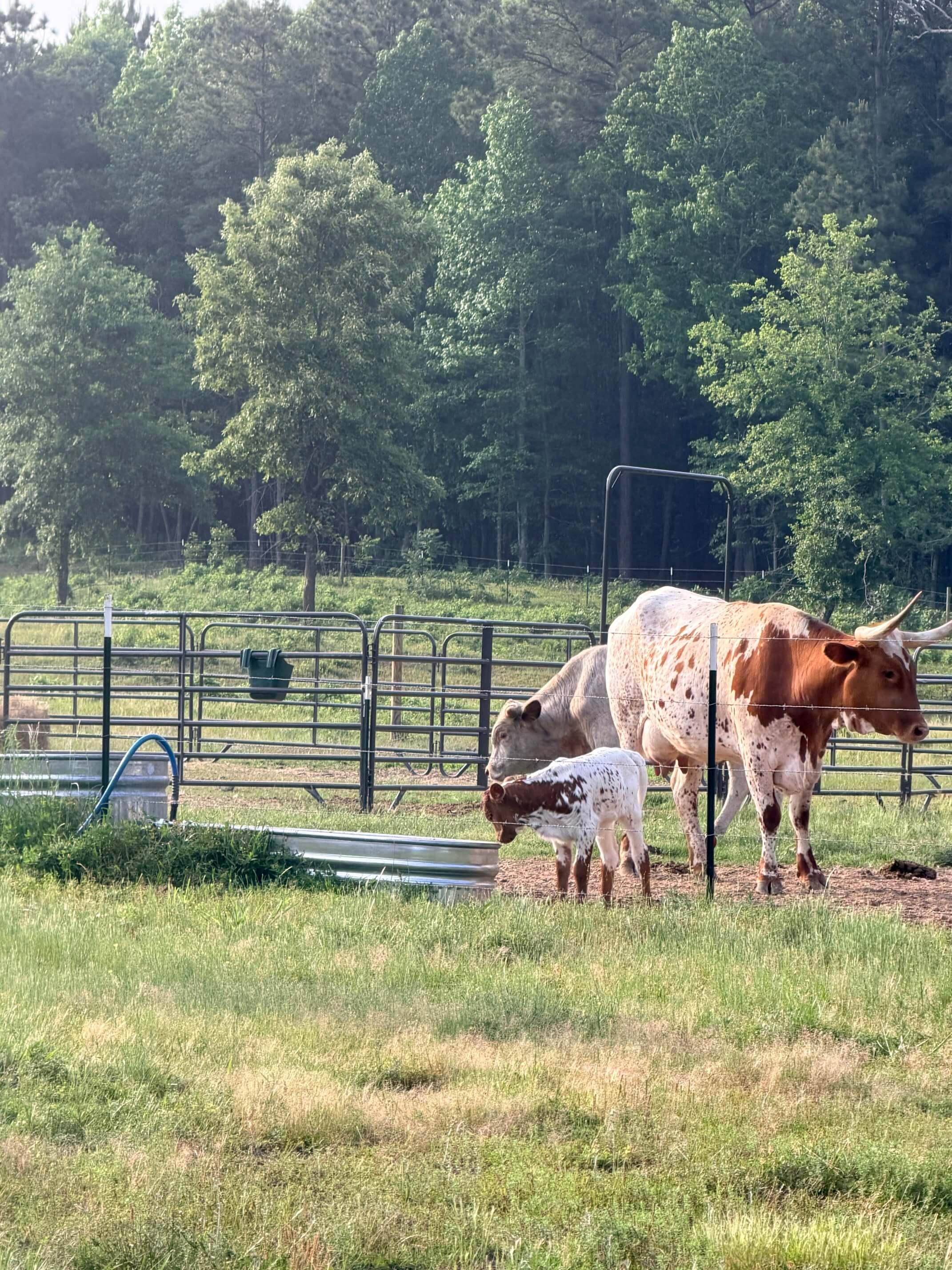 Cattle photo 18