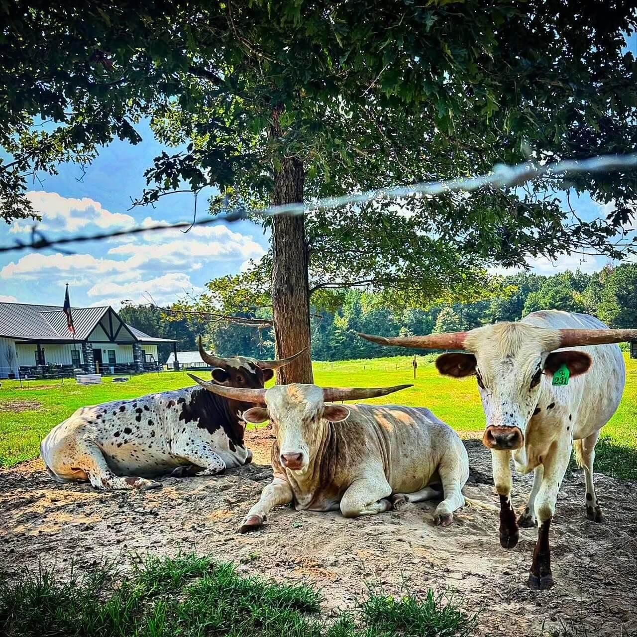 Cattle photo 19