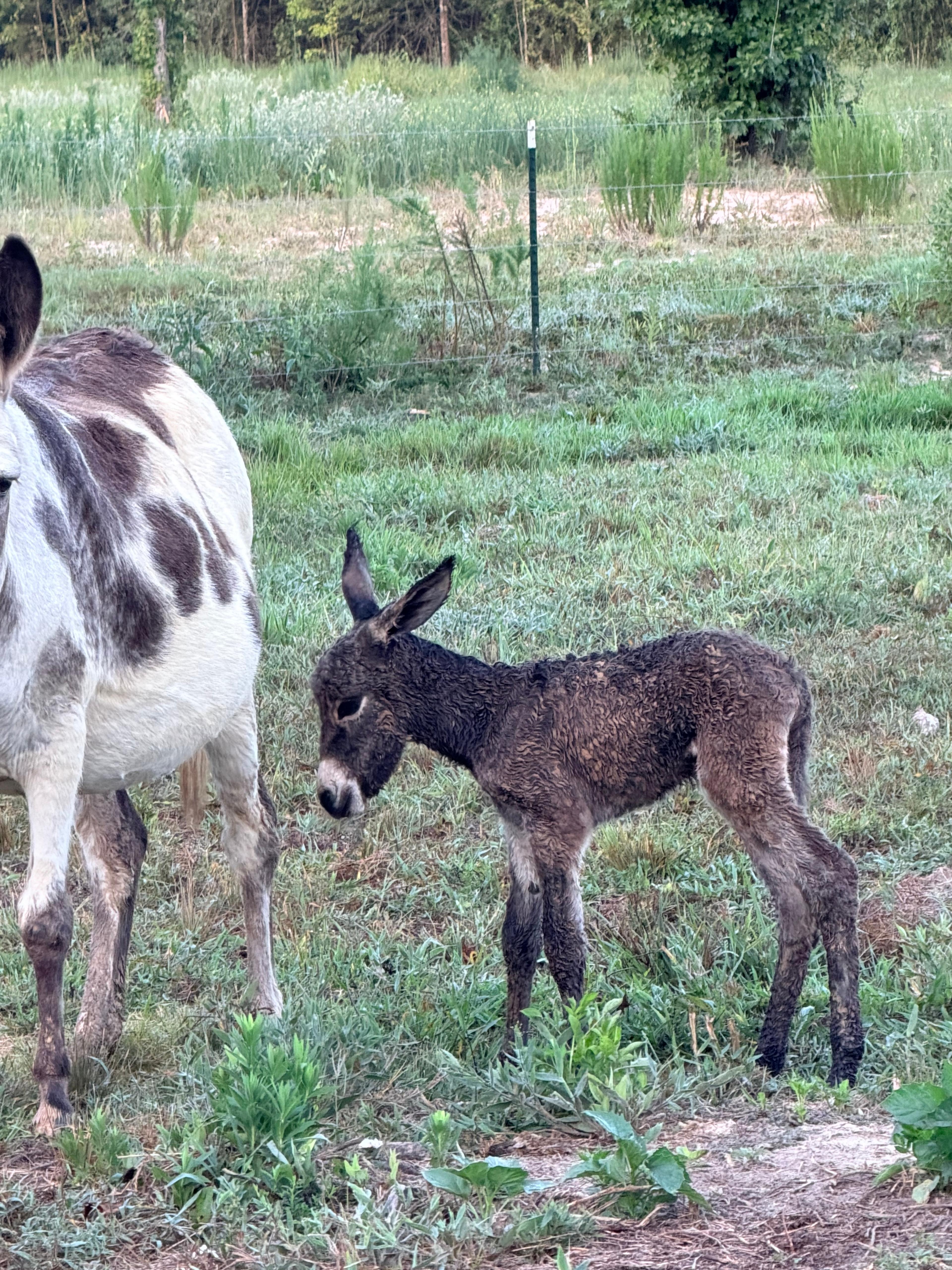 Donkeys photo 12