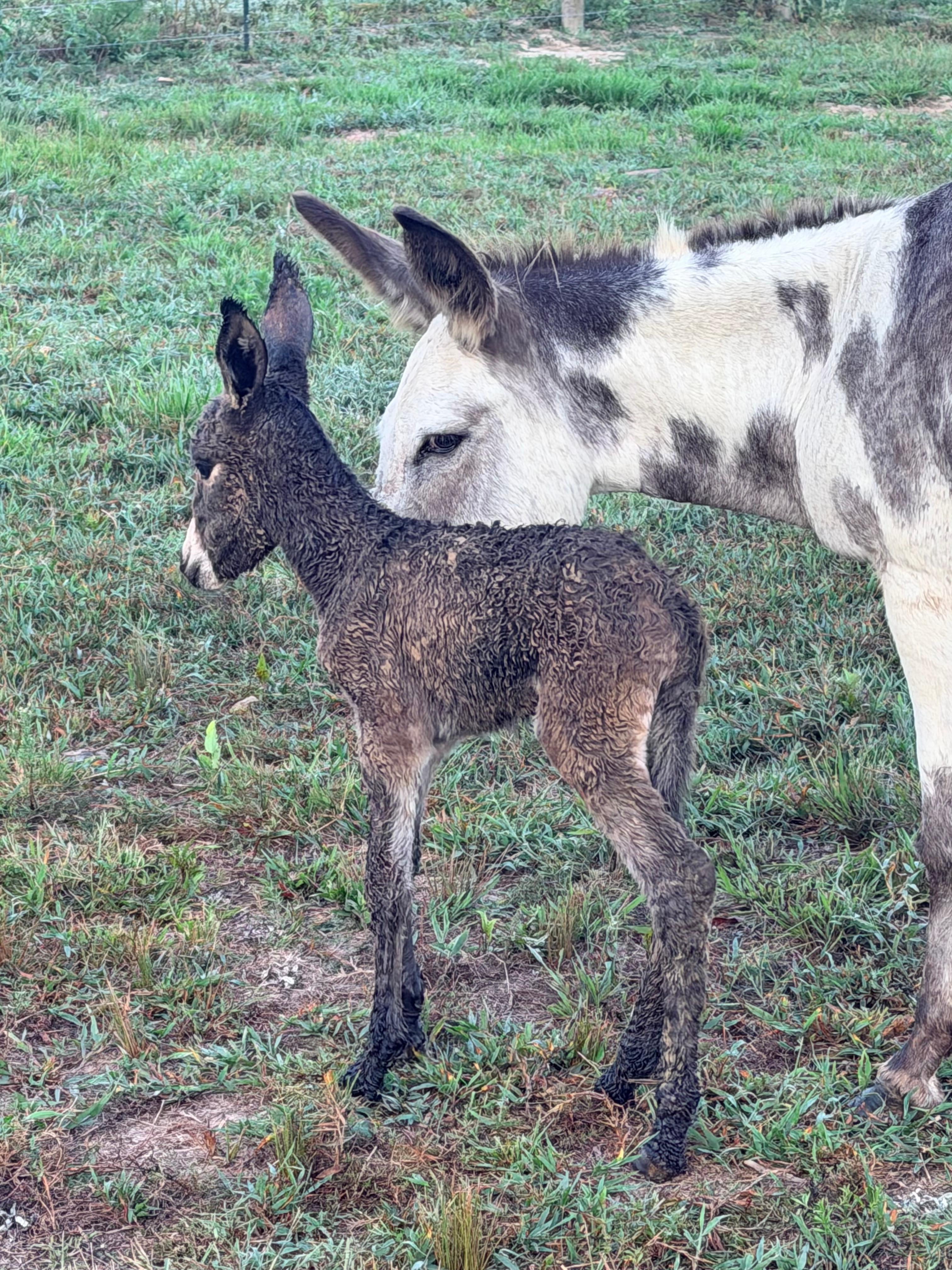 Donkeys photo 13