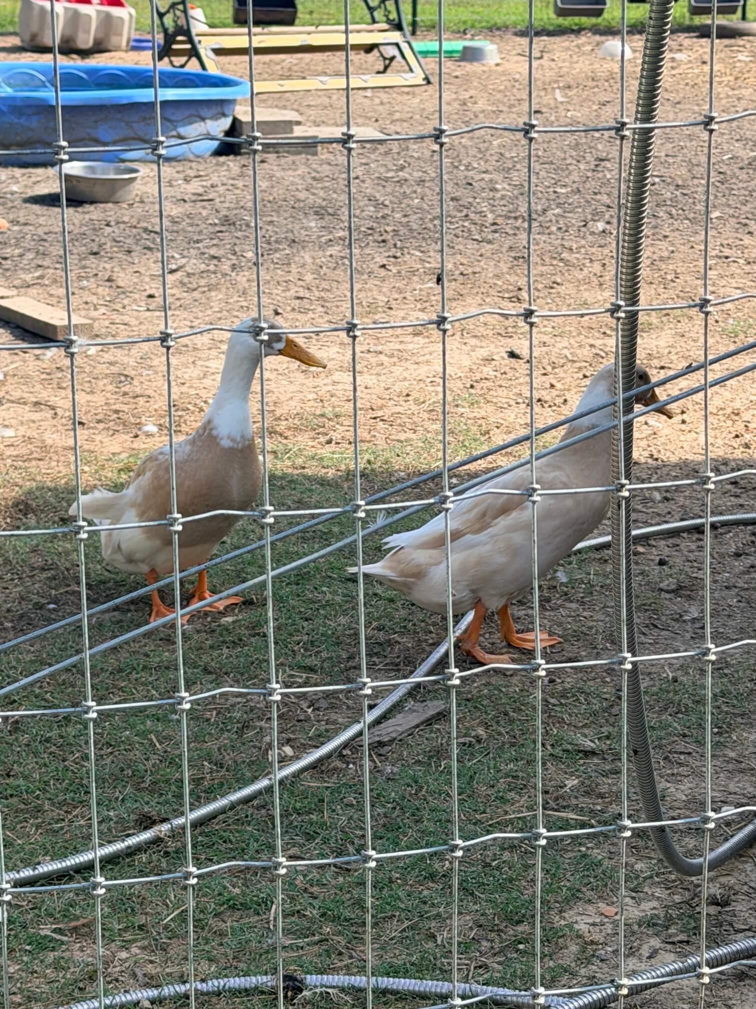 Ducks photo 1
