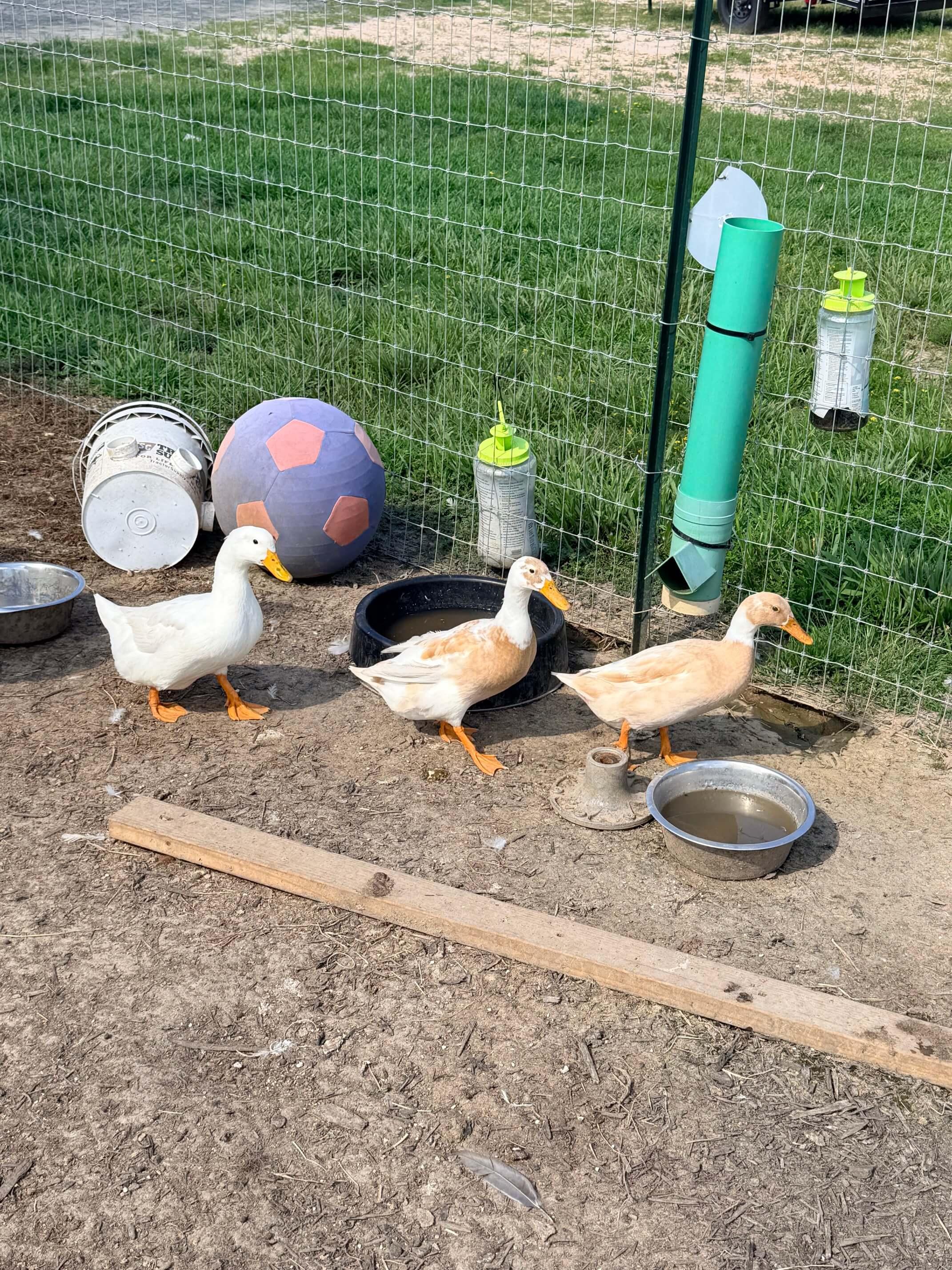 Ducks photo 3
