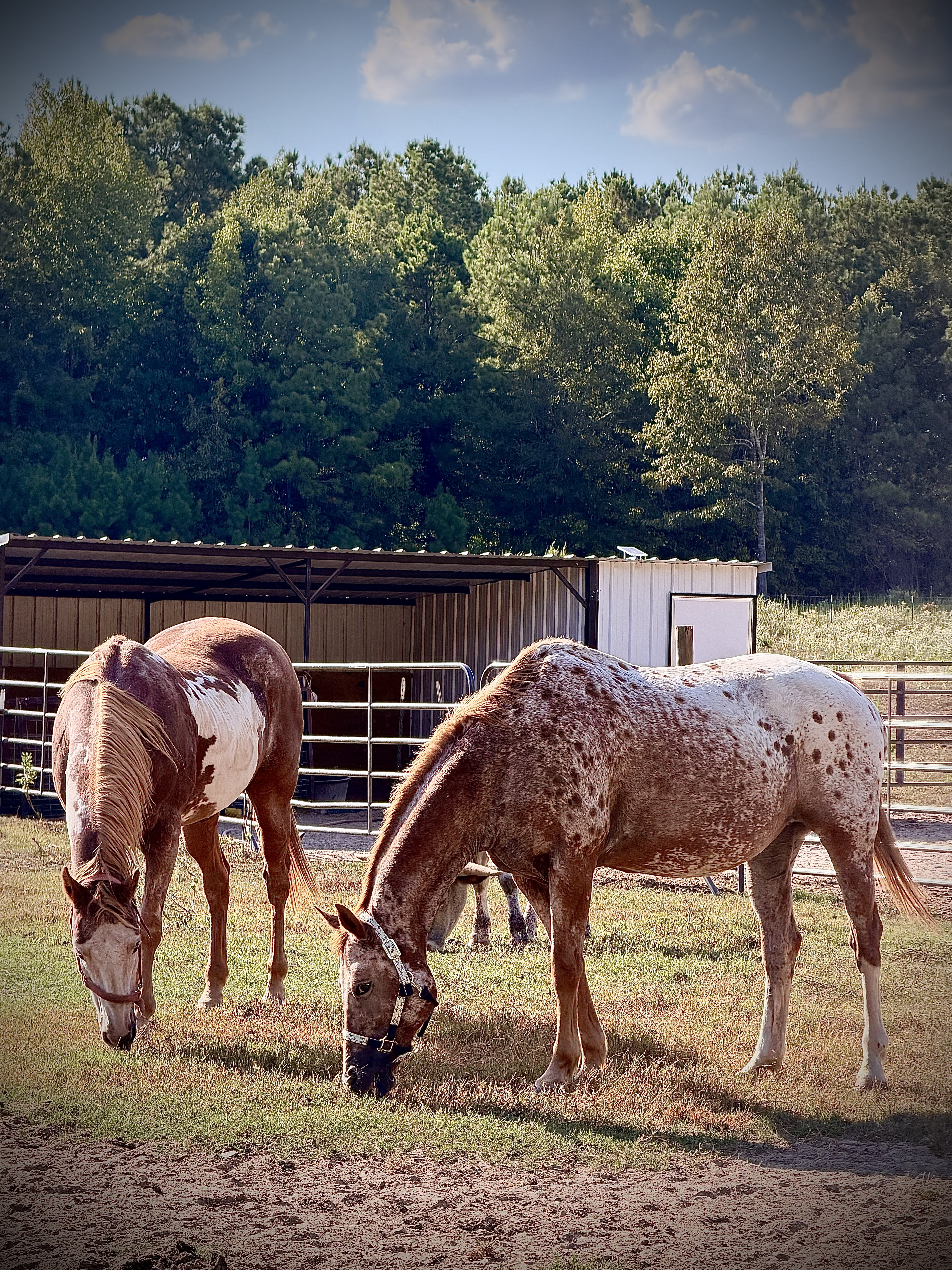 Horses photo 3