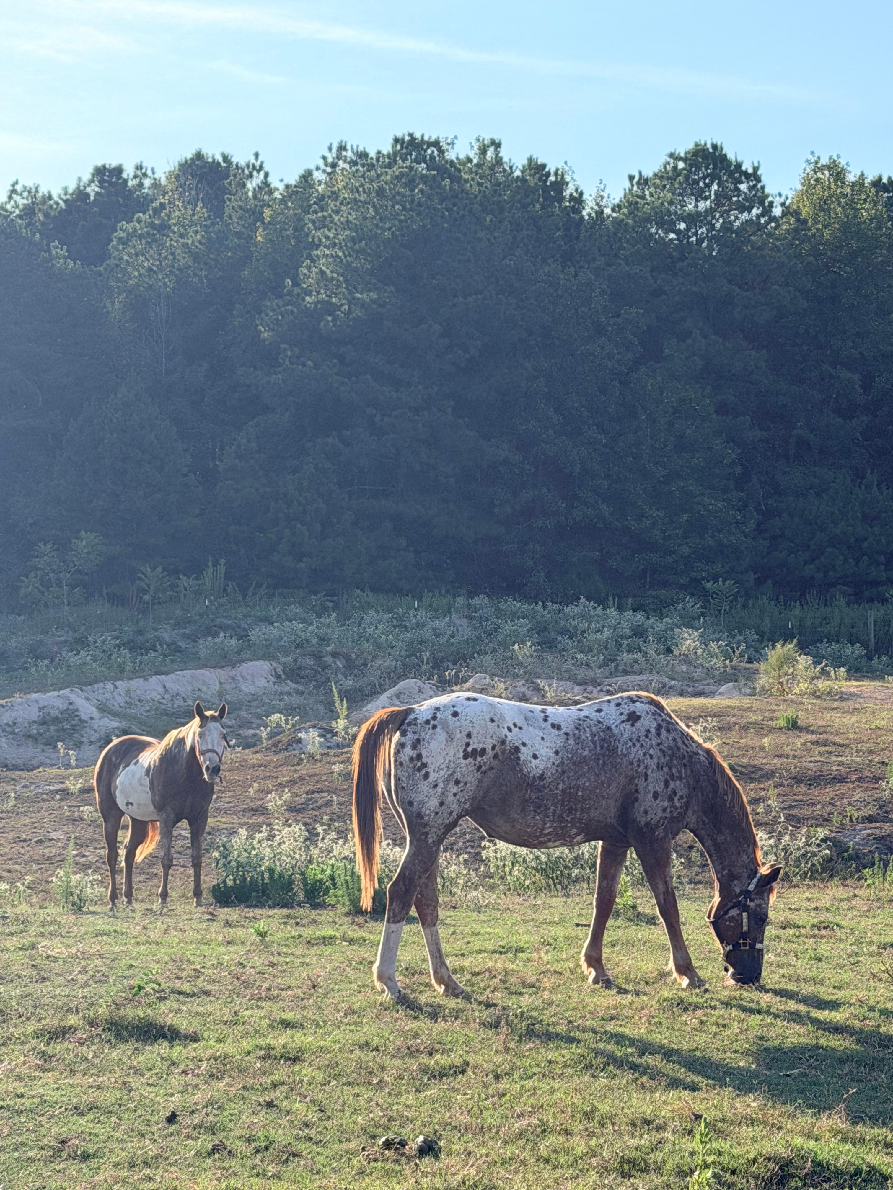 Horses photo 6