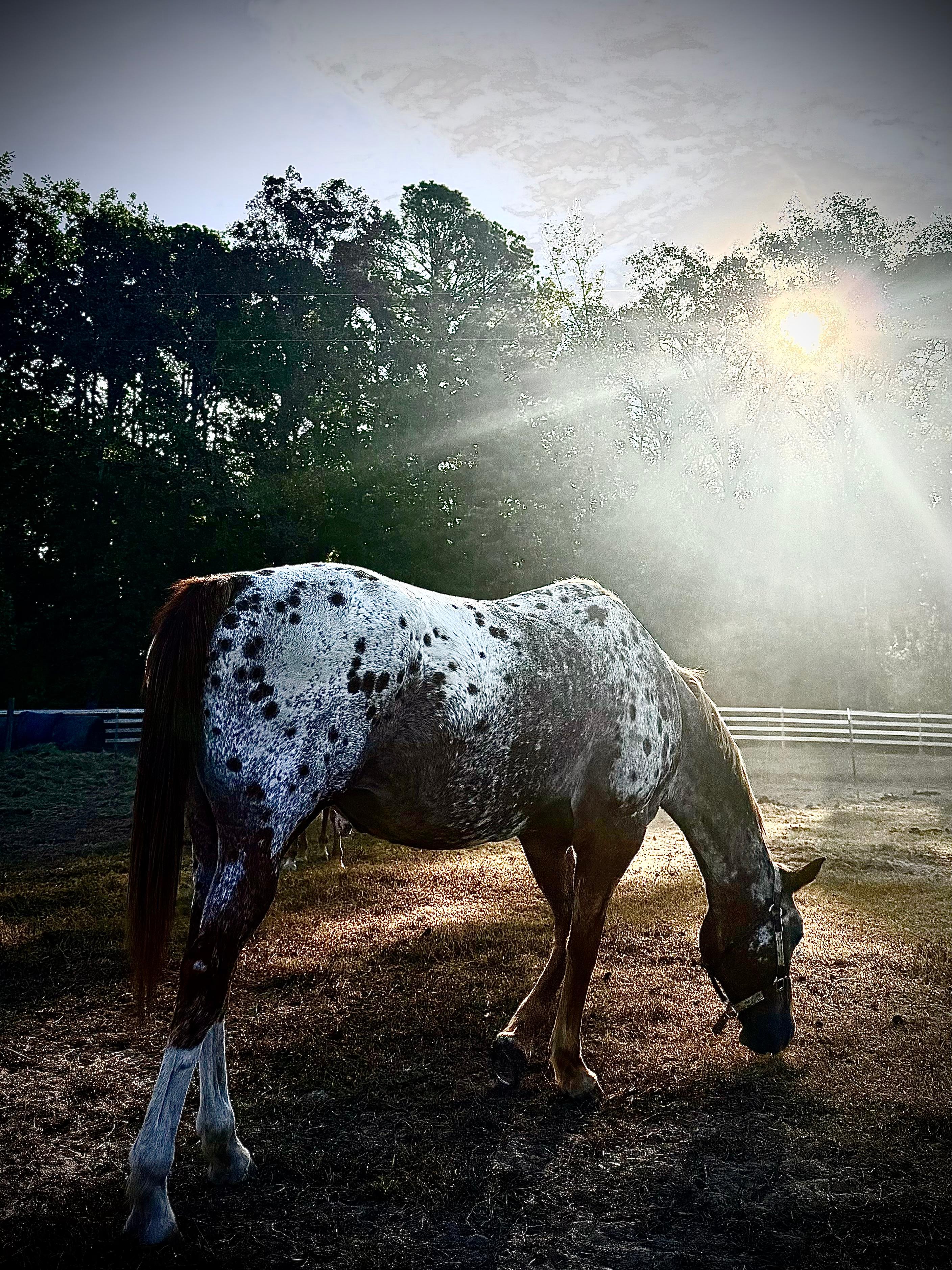 Horses photo 7