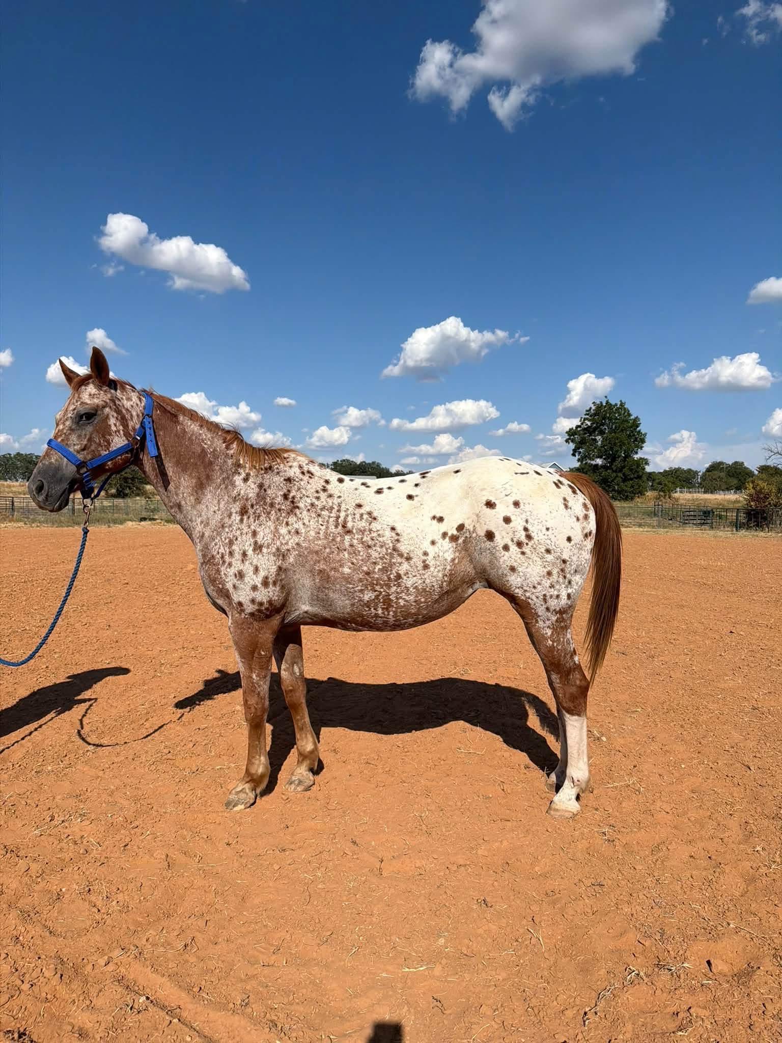 Horses photo 4