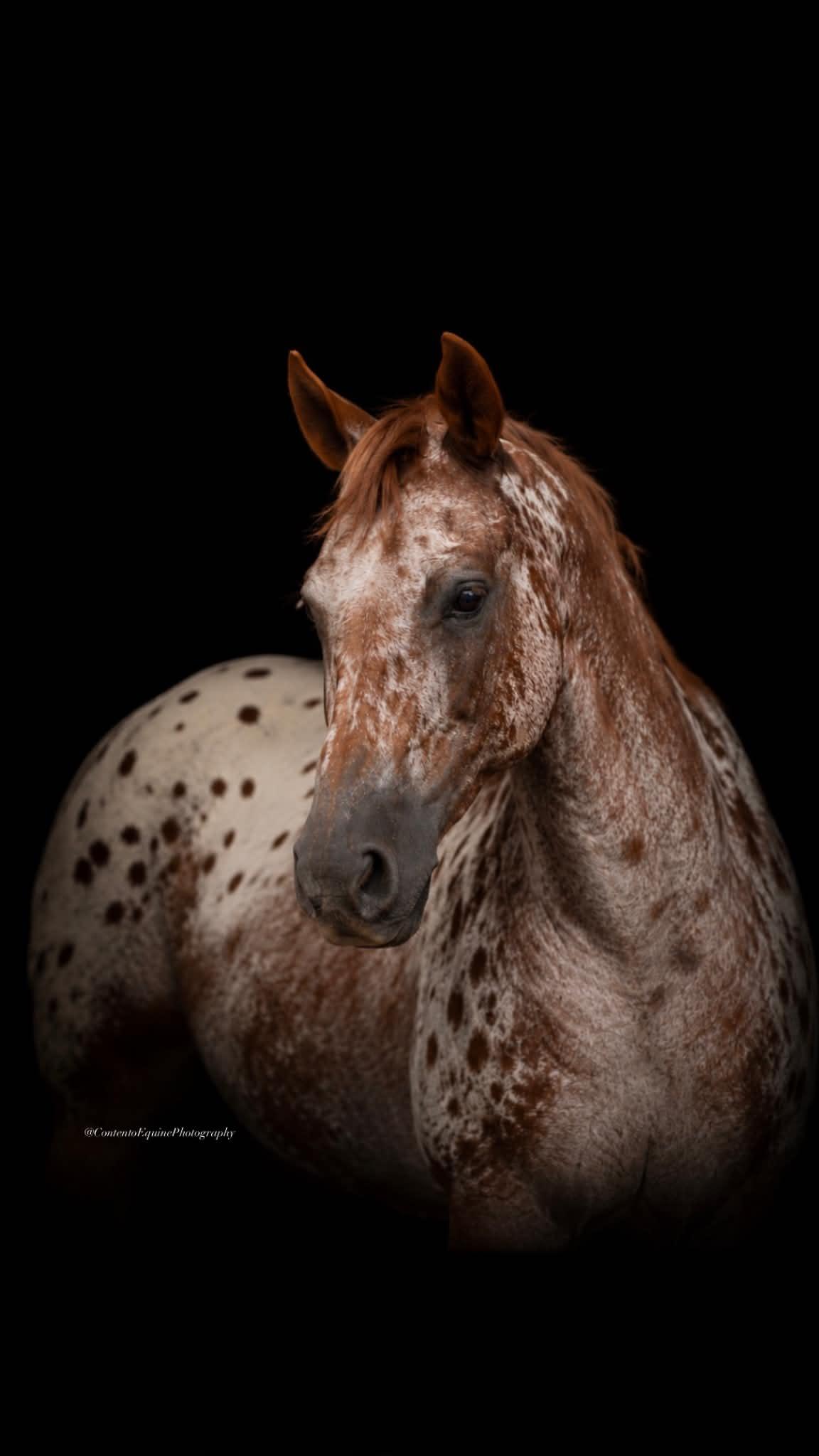 Horses