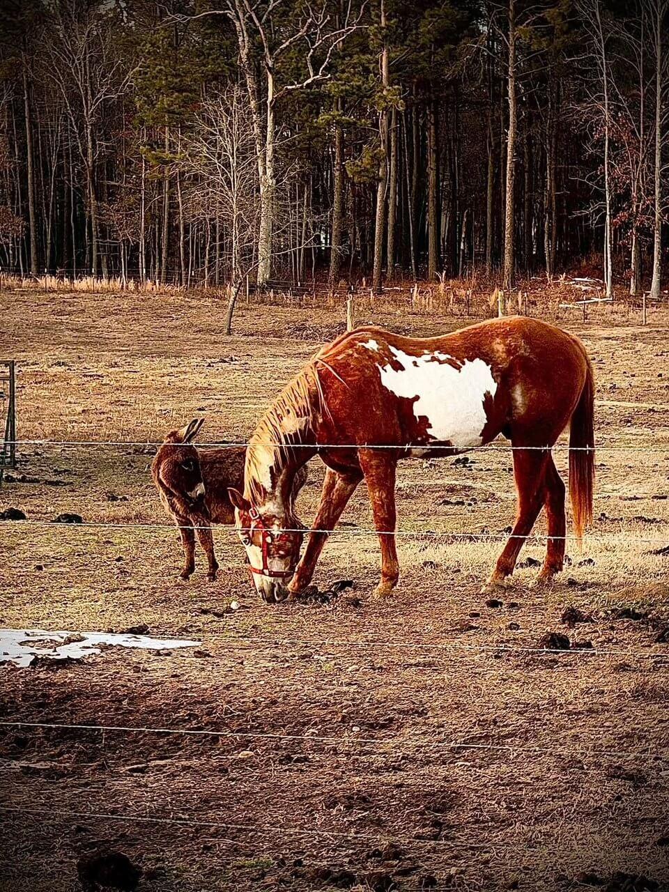 Horses photo 2
