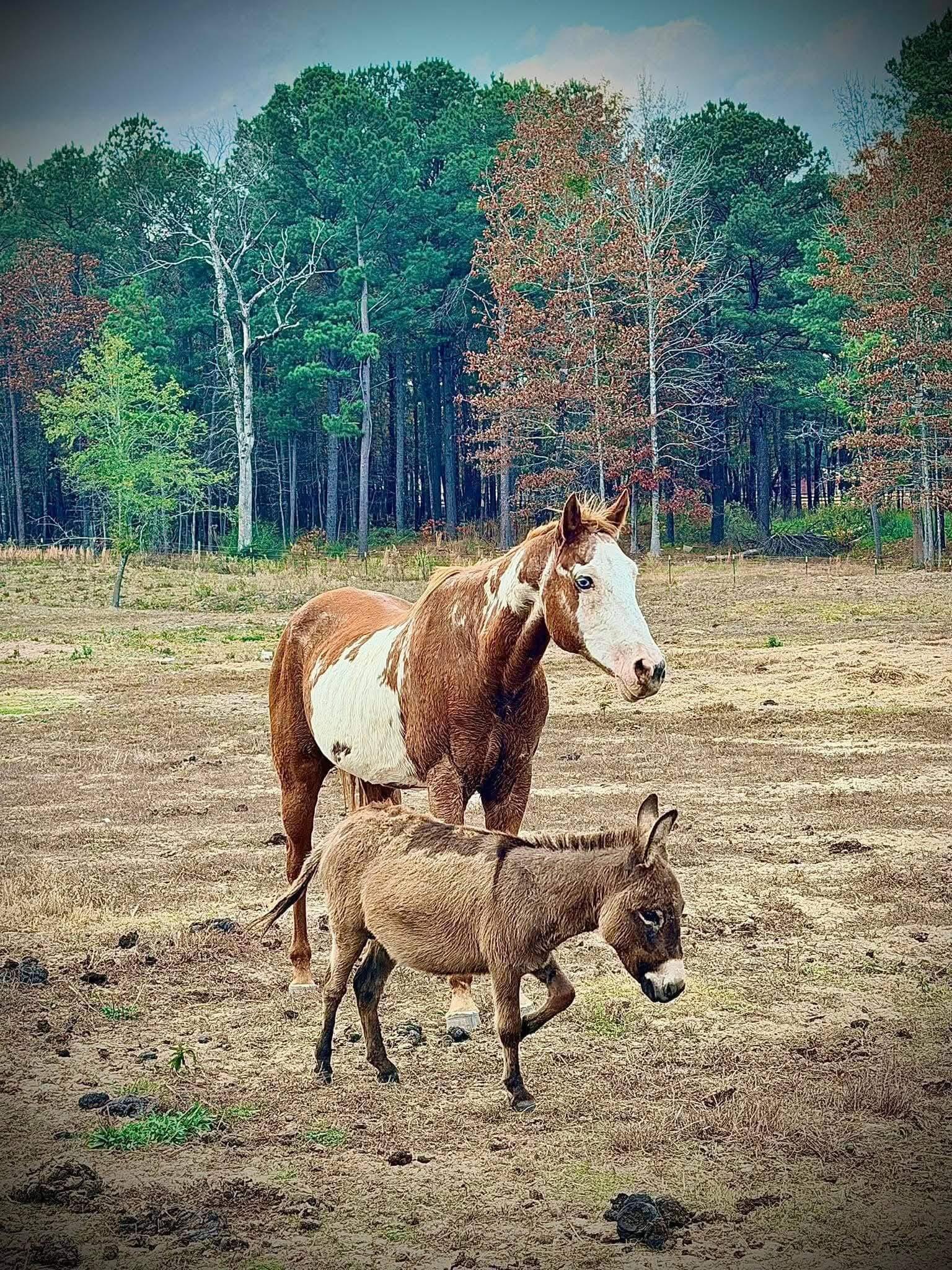 Mini Donkeys photo 1