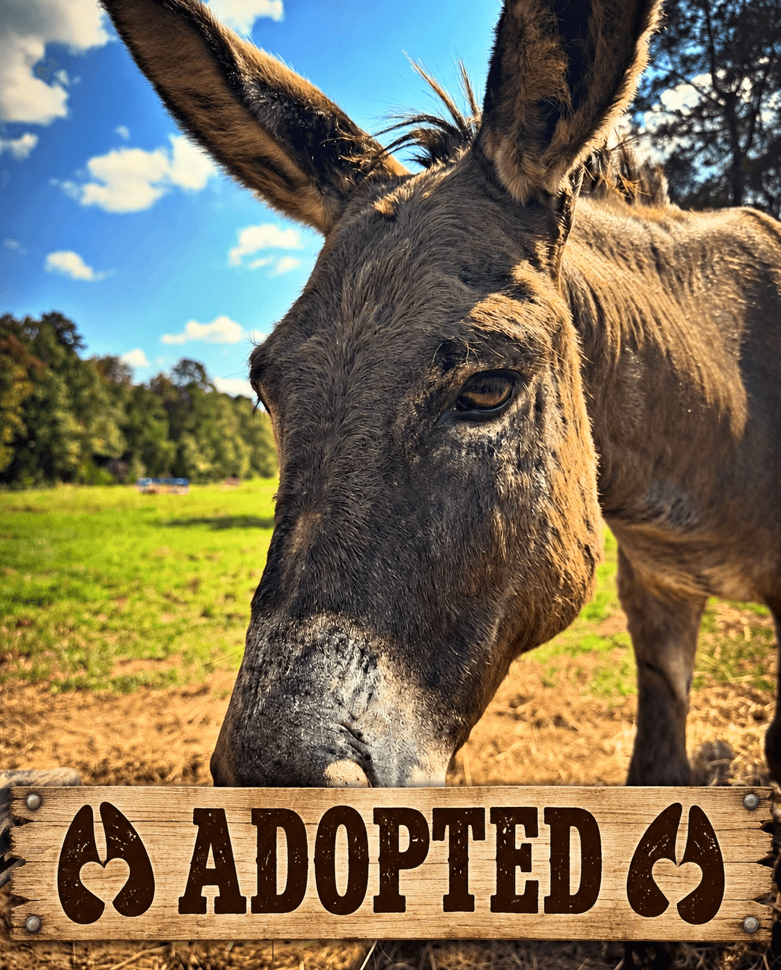 Mini Donkeys photo 3