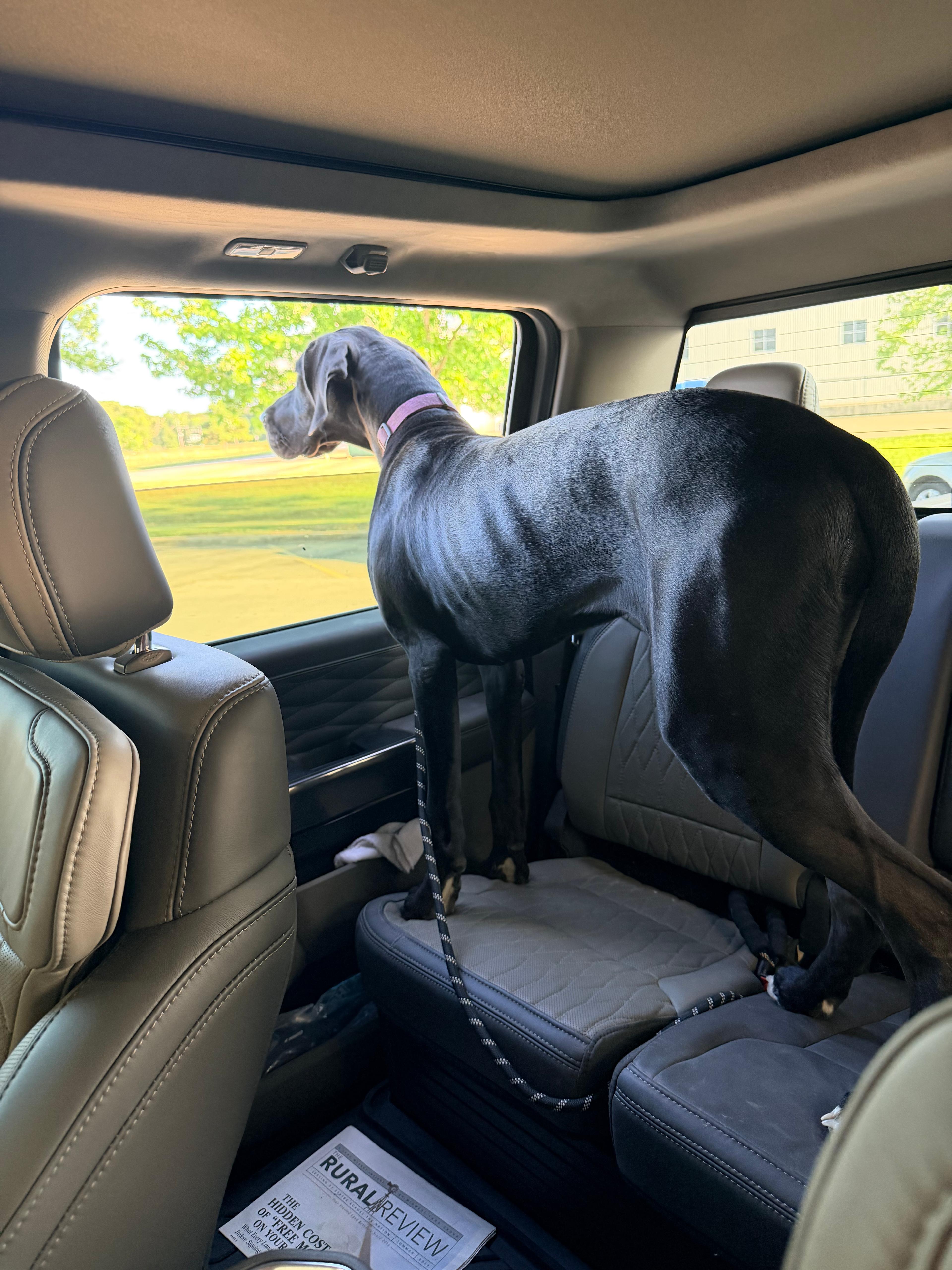 Ranch Dogs photo 26
